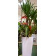 熊本県熊本市東区花ゆき・サンピアン店の花　観葉植物の寄せ植え（陶器鉢）