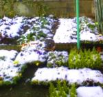 雪だ～～～～～～～～っっっ！！！！！！｜「花ゆき・サンピアン店」　（熊本県熊本市東区の花キューピット加盟店 花屋）のブログ