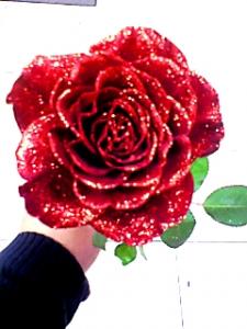 赤バラが♪キッラキラ♪です。♪キッラキラ♪｜「花ゆき・サンピアン店」　（熊本県熊本市東区の花キューピット加盟店 花屋）のブログ