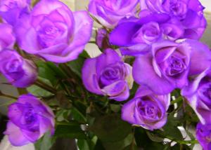 紫のバラ 花屋ブログ 熊本県熊本市東区の花屋 花ゆき サンピアン店にフラワーギフトはお任せください 当店は 安心と信頼の花 キューピット加盟店です 花キューピットタウン